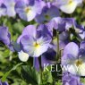 Viola 'Suzie' (Va)