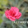 Dianthus 'Haytor Rock' (p)