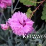 Dianthus POP STAR ('Wp04 Esther' PBR) (p)