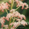 Rodgersia sambucifolia