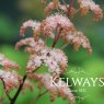 Rodgersia aesculifolia (Purdomii Group) 'Irish Bronze'