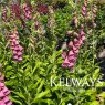 Digitalis x mertonensis