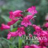 Penstemon 'Andenken an Friedrich Hahn' (2 litre pot)