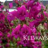 Penstemon 'Pensham Just Jayne' (Pensham Series) (2 litre pot)
