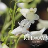 Penstemon 'Pensham Wedding Day' (Pensham Series)