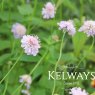Scabiosa columbaria (2 litre pot)