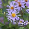 Eurybia x herveyi