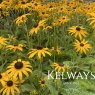 Rudbeckia fulgida var. sullivantii 'Goldsturm'