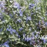Salvia rosmarinus Prostrata Group (Ro)