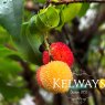 Arbutus unedo