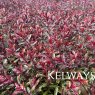 Hebe MATTY BROWN ('Tull 303' PBR) (2 litre pot)