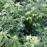 Choisya ternata (5 litre pot)