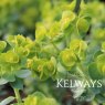 Euphorbia myrsinites
