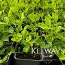 Lathyrus Perfume Delight (9cm pot)