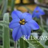 Ipheion 'Jessie' (9cm pot)