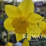 Narcissus 'King Alfred' (1)