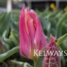 Tulipa 'Marianne' (6)