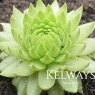 Jovibarba allionii (9cm pot)