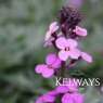 Erysimum 'Bowles's Mauve'