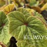 Begonia grandis subsp. evansiana