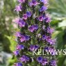 Echium webbii