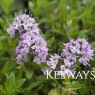 Thymus 'Jekka'