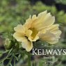Cosmos bipinnatus 'Xanthos'