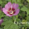 Anisodontea Lady in Pink ('Nuanilainp')