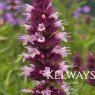 Agastache Beelicious Pink ('Agapk')
