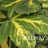 Pseudopanax 'Gecko Gold' (v)