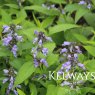 Nepeta subsessilis 'Cool Cat'