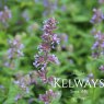 Nepeta 'Tapdance'