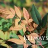 Nandina domestica 'Sunset'