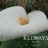 Zantedeschia 'White Giant'